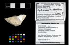 Foto (Objekt + Etikett) von Cycloprosopon stenofrons (Schweitzer & Feldmann, 2010)  (NHMW-GEO-2014-0194-0986)